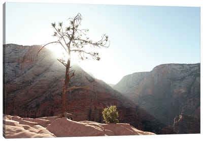 Desert Canyon Tree I Canvas Art Print - Ben Renschen