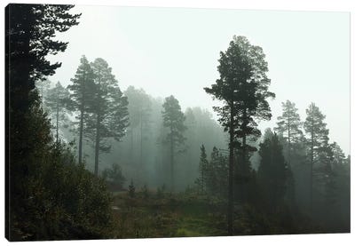 Foggy Forest Morning In Norway Canvas Art Print - Ben Renschen