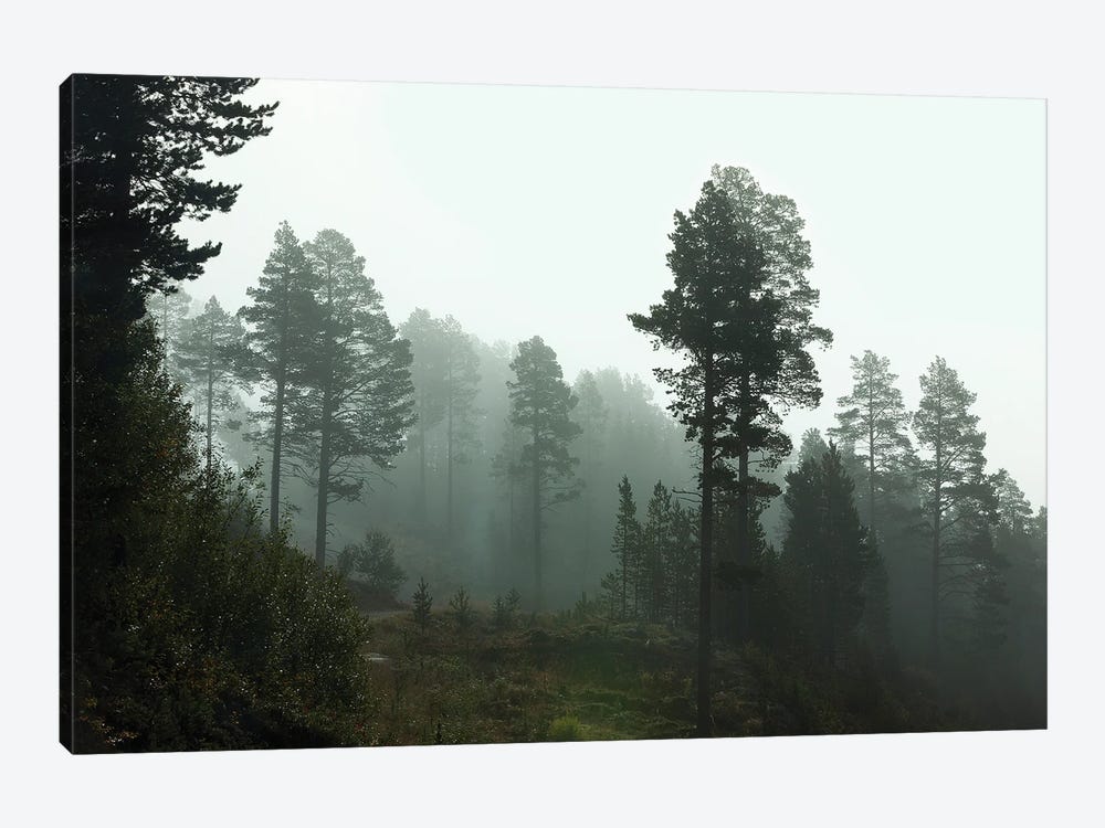 Foggy Forest Morning In Norway by Ben Renschen 1-piece Canvas Artwork