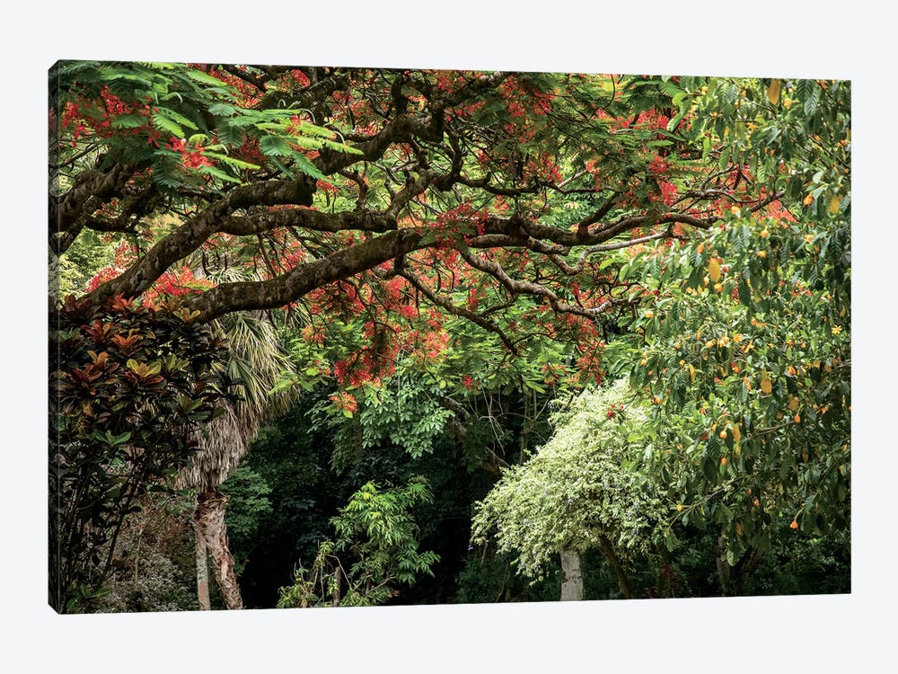 Hawaiian Flowering Trees by Ben Renschen 1-piece Canvas Print