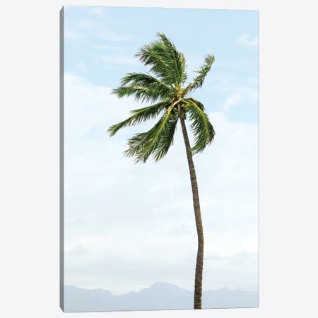 Hawaiian Palm Tree Canvas Print #RNN38} by Ben Renschen Canvas Print