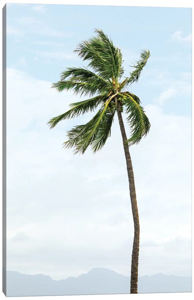 Hawaiian Palm Tree Canvas Art Print - Ben Renschen