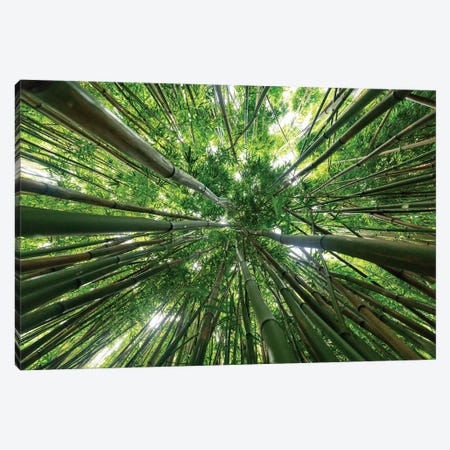 Looking Up To A Bamboo Forest Canopy Canvas Print #RNN40} by Ben Renschen Canvas Wall Art