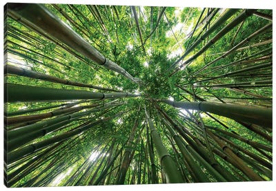 Looking Up To A Bamboo Forest Canopy Canvas Art Print - Ben Renschen