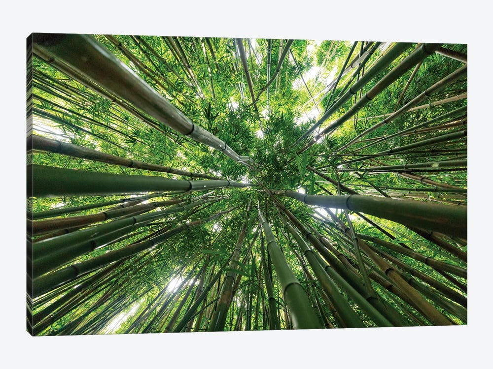 Looking Up To A Bamboo Forest Canopy by Ben Renschen 1-piece Canvas Art Print