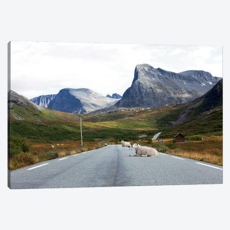 Sheep Relaxing On Mountain Road Canvas Print #RNN51} by Ben Renschen Art Print
