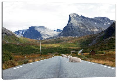 Sheep Relaxing On Mountain Road Canvas Art Print - Ben Renschen