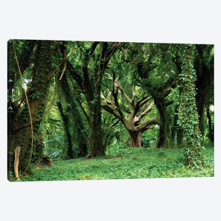 Tree Of Life In Dense Tropical Forest Canvas Print #RNN57} by Ben Renschen Canvas Art