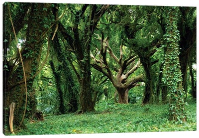Tree Of Life In Dense Tropical Forest Canvas Art Print - Ben Renschen