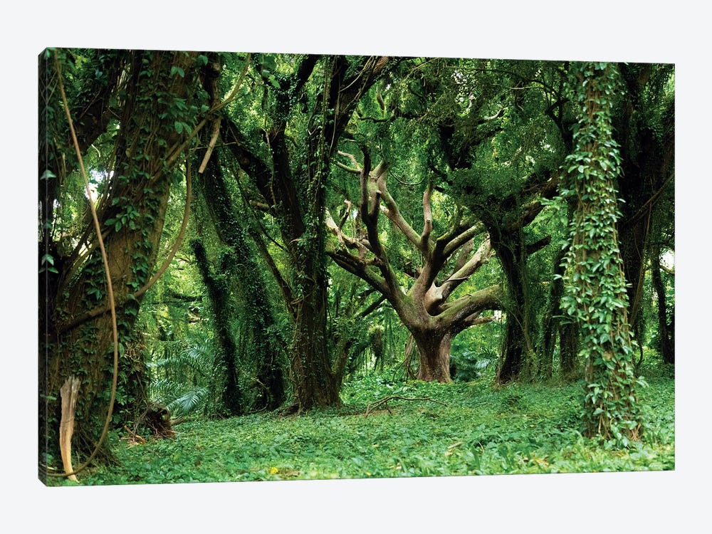 Tree Of Life In Dense Tropical Forest by Ben Renschen 1-piece Canvas Art Print