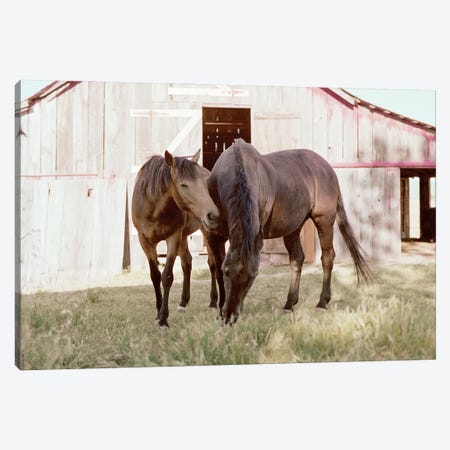 Rescue Horses On The Ranch Canvas Print #RNN59} by Ben Renschen Art Print