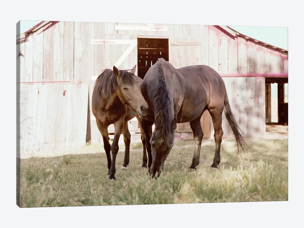Rescue Horses On The Ranch by Ben Renschen 1-piece Canvas Print