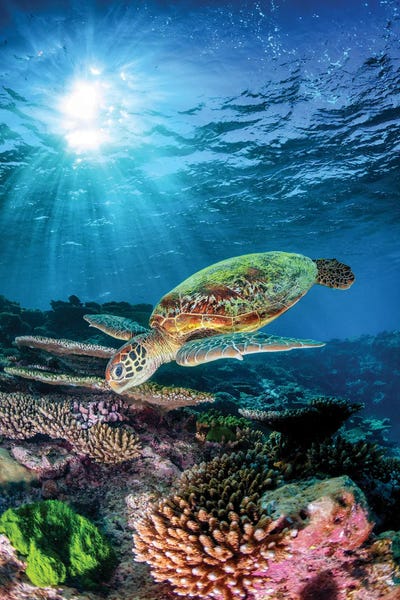 Turtles: Morning Light Turtle Vertical by Jordan Robins