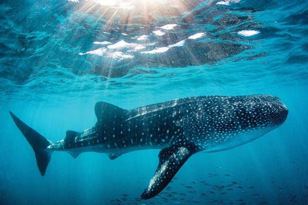 Sharks: Afternoon Light Whale Shark by Jordan Robins