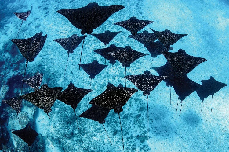 Spotted Eagle Rays French Polynesia by Jordan Robins wall art