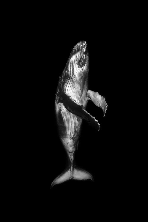 Dance With Me Humpback Whale Monochrome