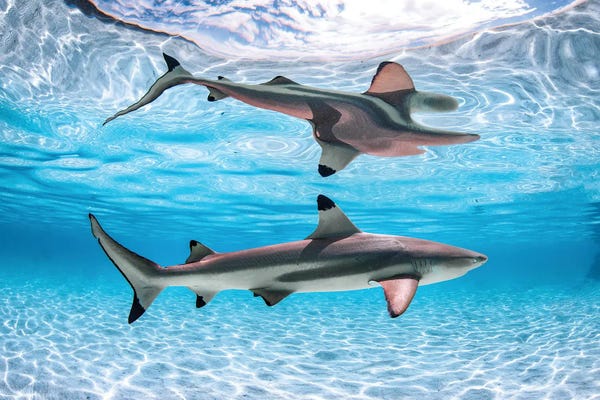 Sharks: Reef Shark Reflections by Jordan Robins