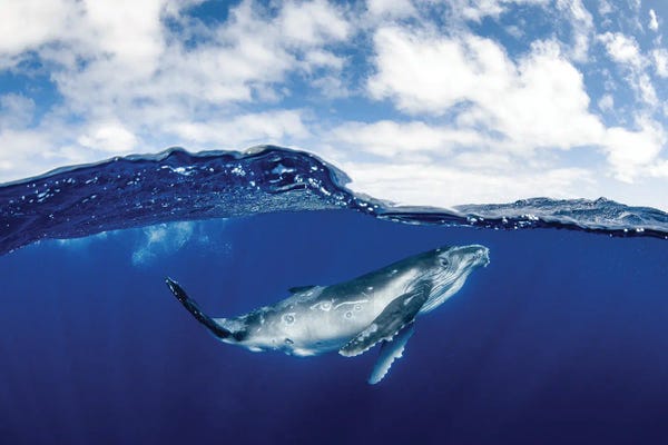 Humpback Whales: Humpback Whale Beneath The Clouds by Jordan Robins