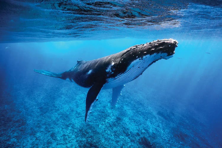 Humpback Whale French Polynesia