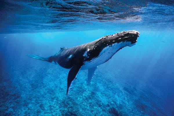 Whales: Humpback Whale French Polynesia by Jordan Robins