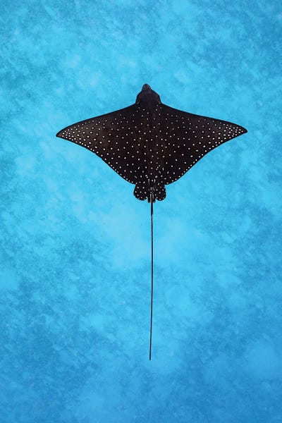 Minimalist Wildlife Photography: Spotted Eagle Ray by Jordan Robins