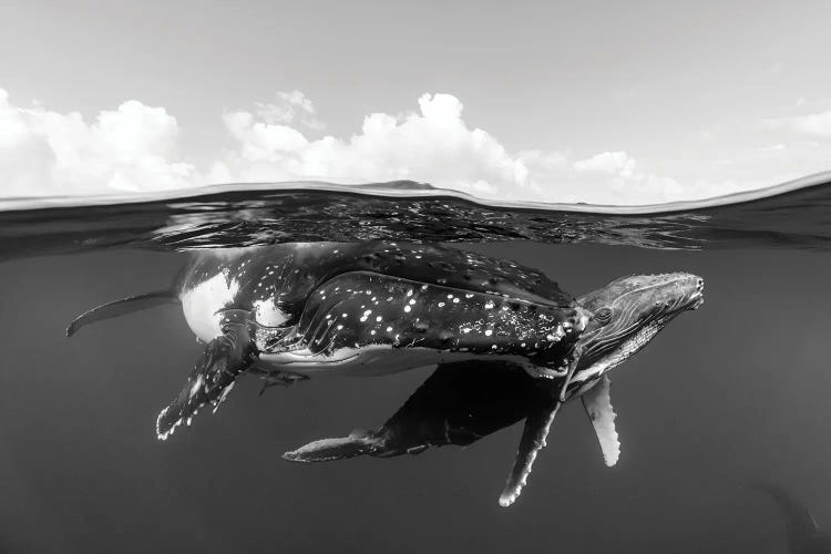 Mother And Calf Humpback Whales Over Under Monochrome
