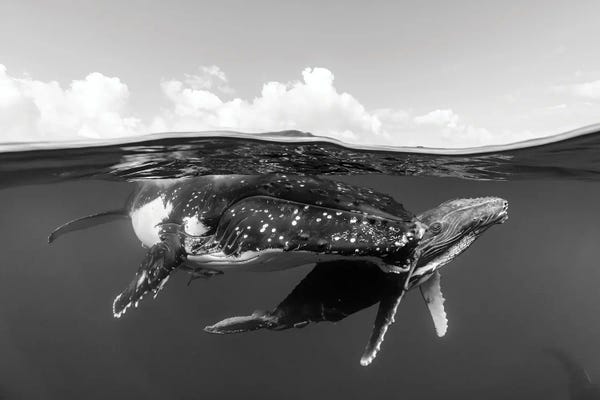 Humpback Whales: Mother And Calf Humpback Whales Over Under Monochrome by Jordan Robins