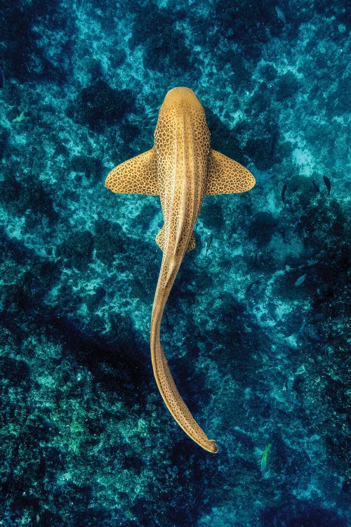 Zebra Shark Reef by Jordan Robins wall art