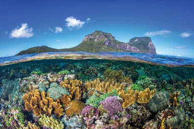 Coral Gardens Lord Howe Island by Jordan Robins framed canvas print