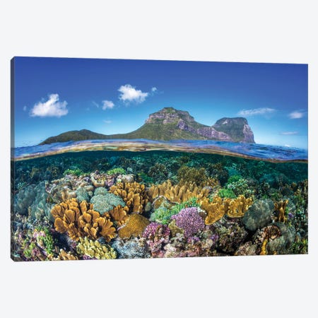 Coral Gardens Lord Howe Island Canvas Print #RNS13} by Jordan Robins Canvas Wall Art