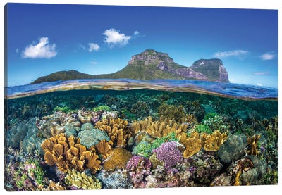 Coral Gardens Lord Howe Island Canvas Art Print - New South Wales Art