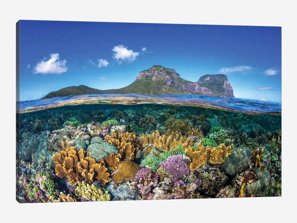 Coral Gardens Lord Howe Island by Jordan Robins 1-piece Art Print