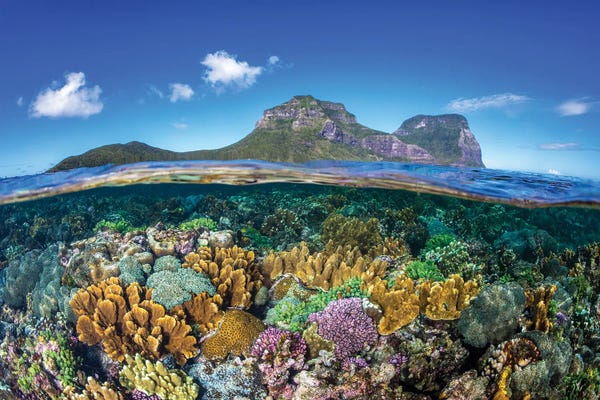New South Wales: Coral Gardens Lord Howe Island by Jordan Robins