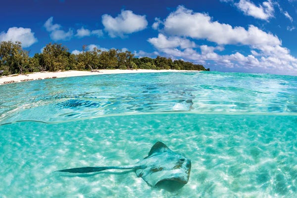 Rays: Cowtail Stingray Great Barrier Reef by Jordan Robins