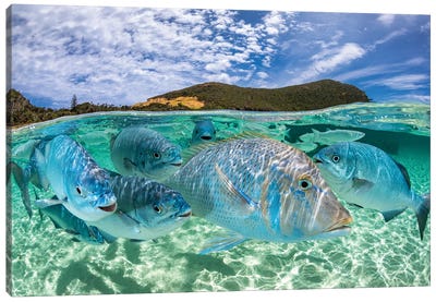Curious Fish Lord Howe Island Canvas Art Print - Jordan Robins
