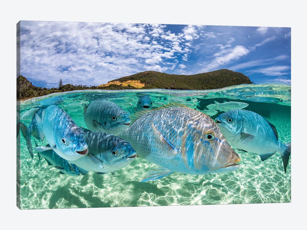 Curious Fish Lord Howe Island by Jordan Robins 1-piece Canvas Print