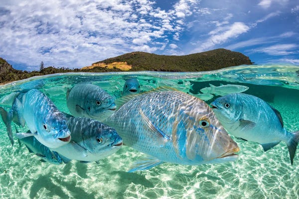 Underwater: Curious Fish Lord Howe Island by Jordan Robins