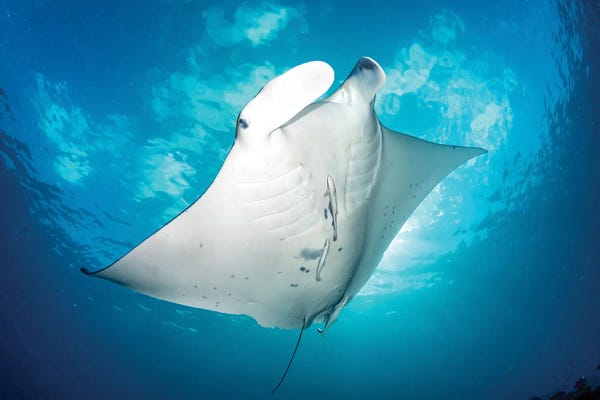 Rays: Dancing Manta Ray by Jordan Robins