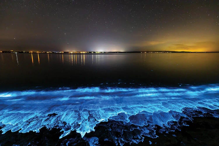Electric Blue Bio Jervis Bay by Jordan Robins wall art