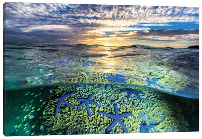 A Sea of Stars Canvas Art Print - Lake & Ocean Sunrise & Sunset Art
