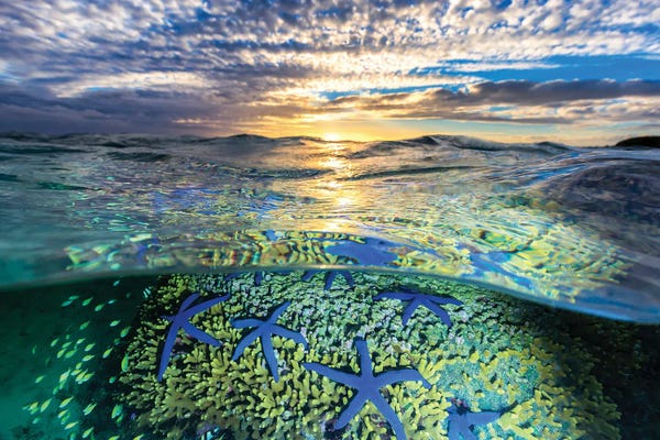 Starfish: A Sea of Stars by Jordan Robins