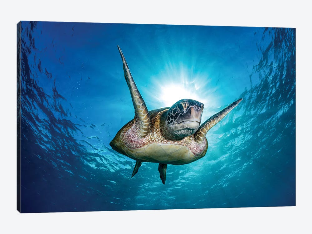 Fins Up In The Air by Jordan Robins 1-piece Canvas Print