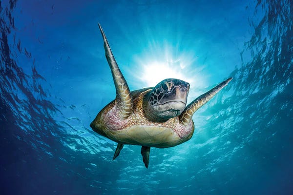 Reptiles & Amphibians: Fins Up In The Air by Jordan Robins