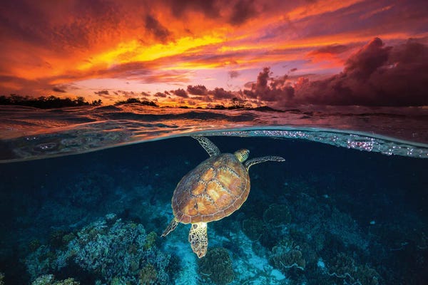 Giclee Features: Fire Skies by Jordan Robins