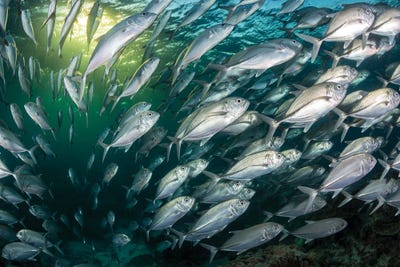Fish Frenzy. by Jordan Robins framed canvas print