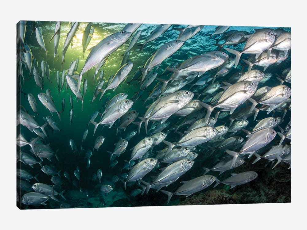 Fish Frenzy. by Jordan Robins 1-piece Canvas Wall Art