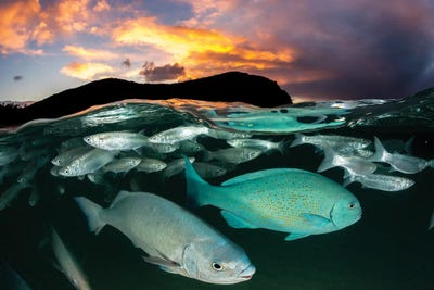 Fish Sunset Lord Howe Island by Jordan Robins framed canvas print