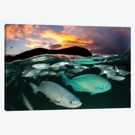 Fish Sunset Lord Howe Island Canvas Print #RNS24} by Jordan Robins Canvas Art