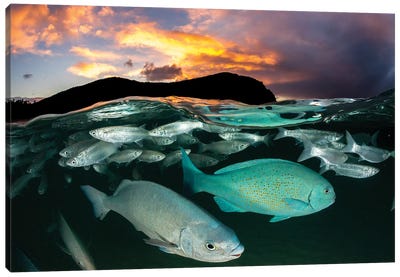 Fish Sunset Lord Howe Island Canvas Art Print - Jordan Robins