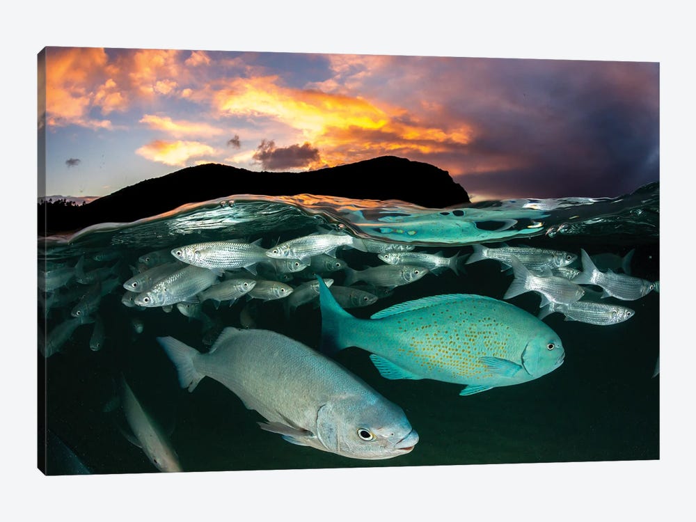 Fish Sunset Lord Howe Island by Jordan Robins 1-piece Art Print